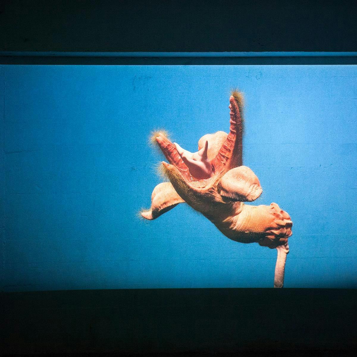 A projection on a white wall, showing a strange disfigured hand-like form.